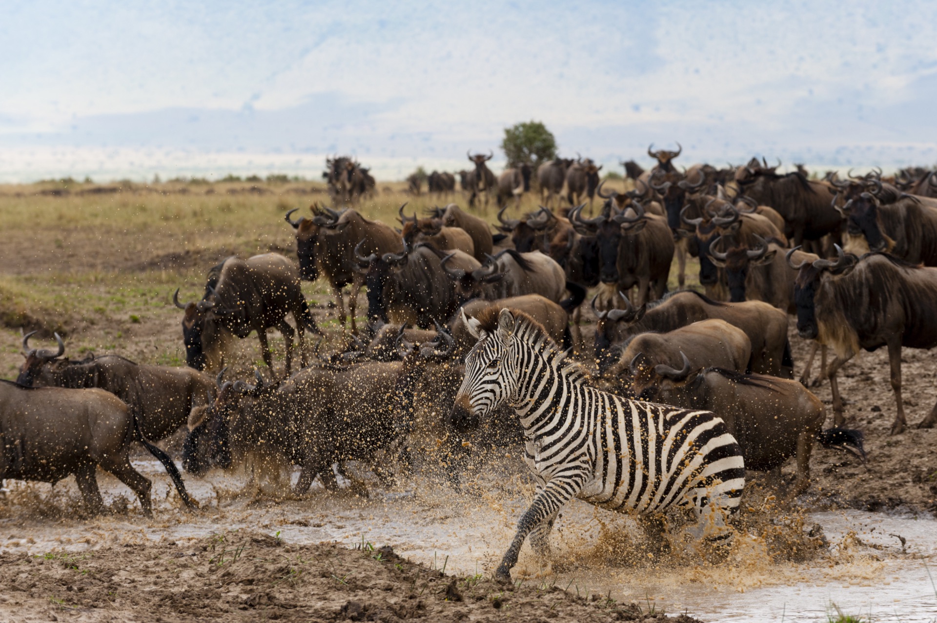 Wildebeest river crossing in Mara