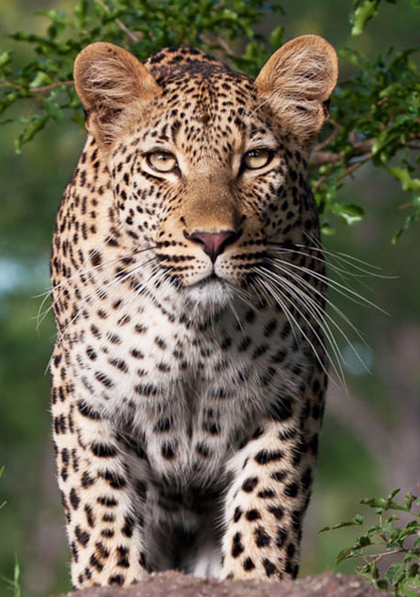 East Africa grand safari