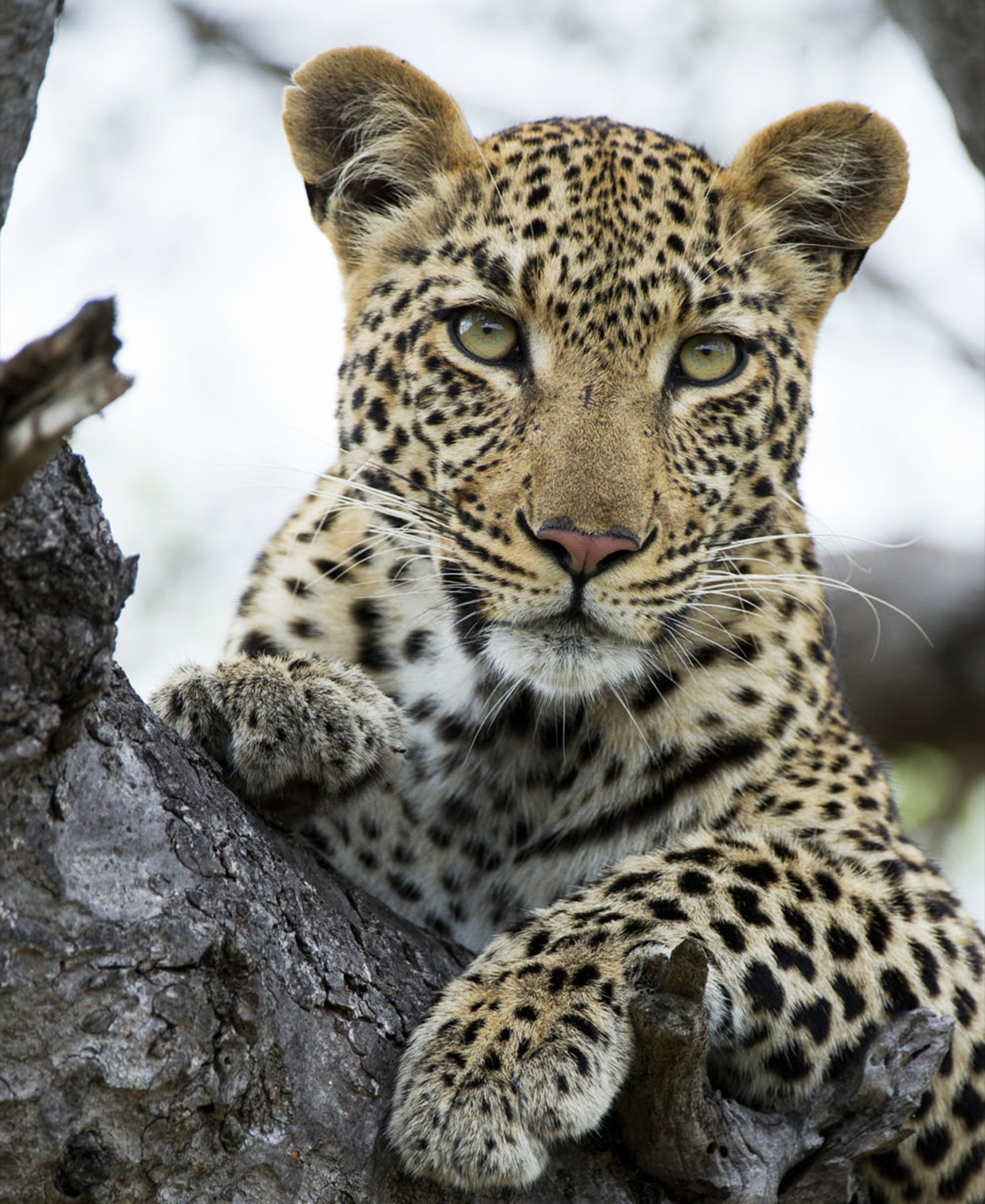 Wildlife in Laikipia