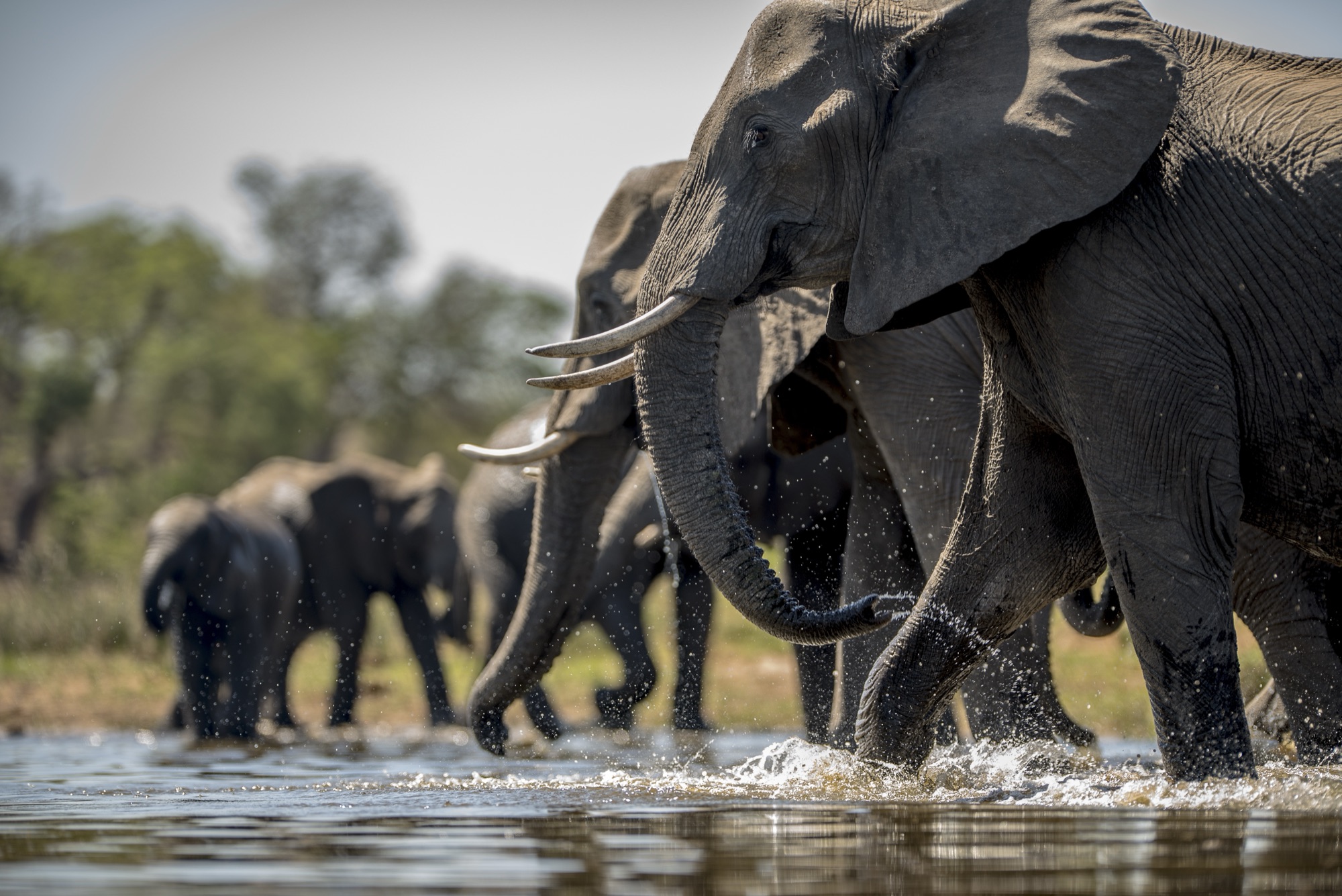 Elephants at waterhole in Selous