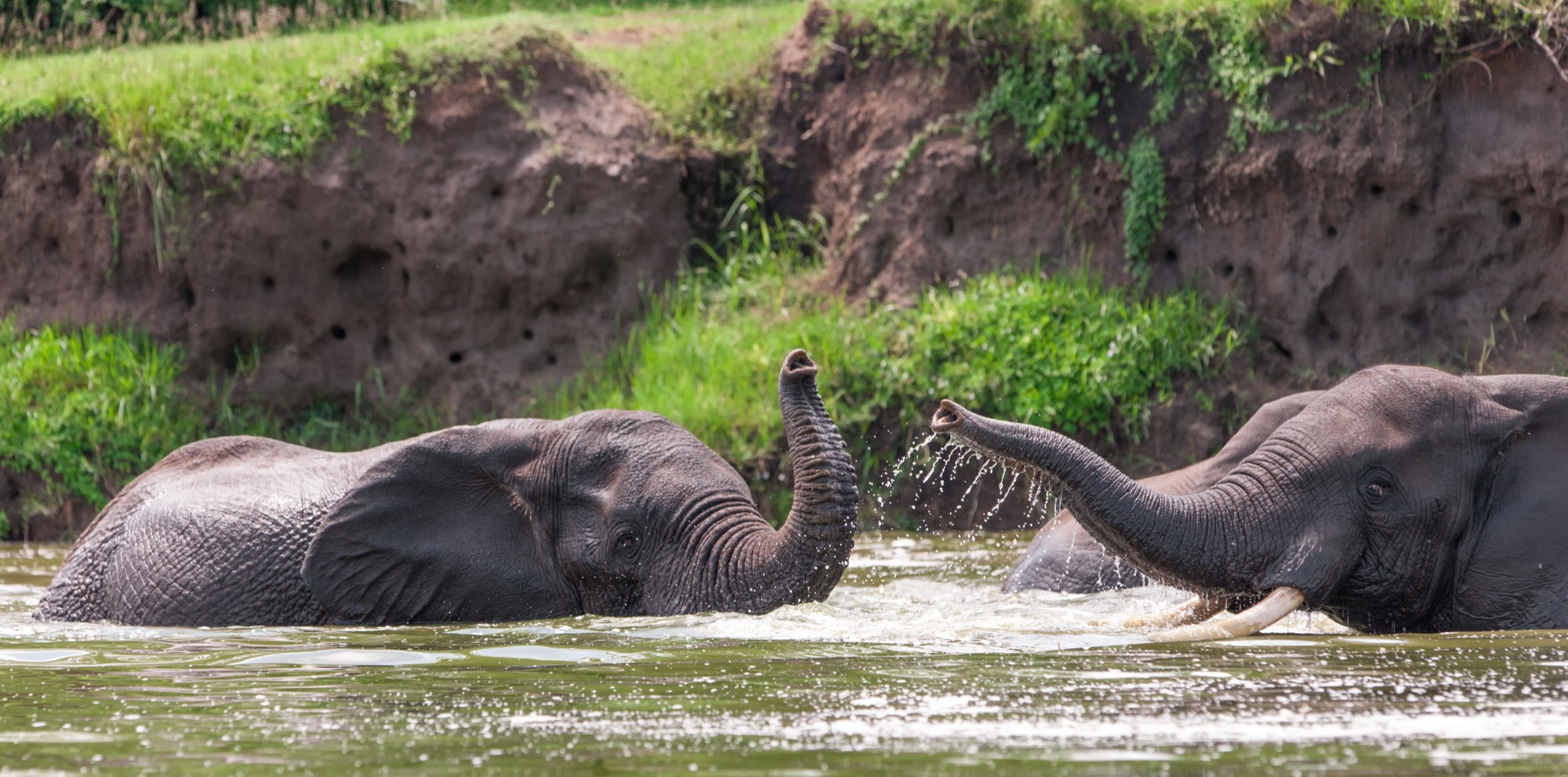 Elephants in Queen Elizabeth NP