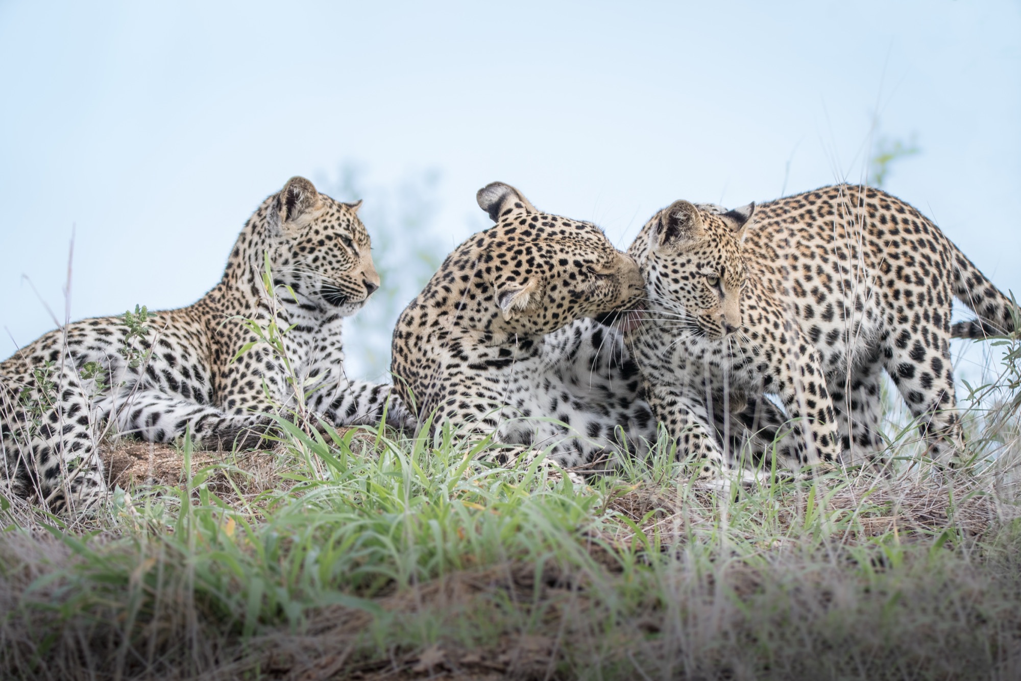 Leopard family in South Africa